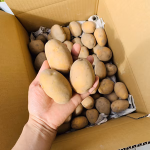 農薬化学肥料不使用　高野山麓精進野菜　新じゃがインカのめざめ