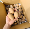 【送料無料‼️】農薬化学肥料不使用❗️　新じゃがインカのめざめ