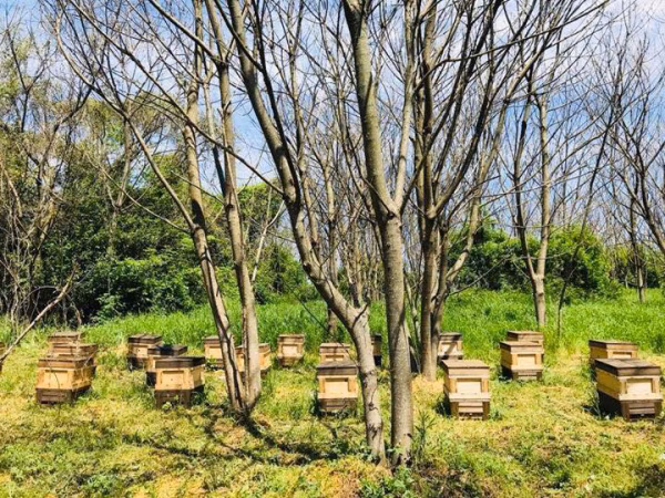 辻養蜂場