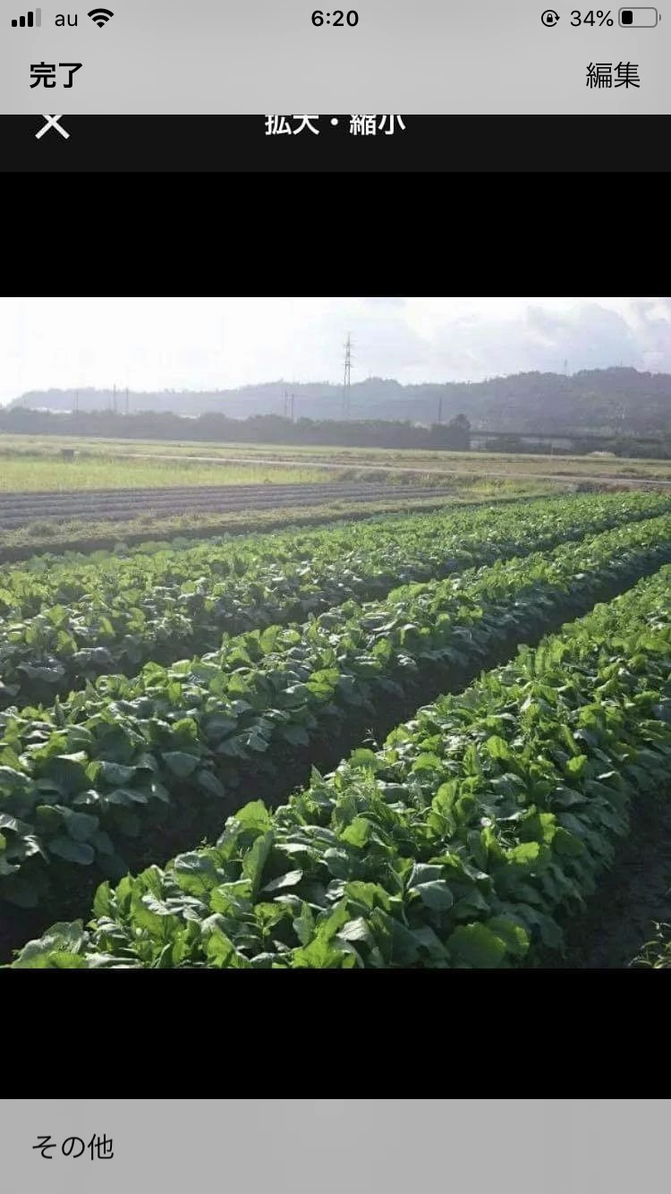 今が旬♪湖国の採りたて！葉付き赤白カブラ　