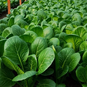 小松菜（えっ！小松菜！）30～50cm