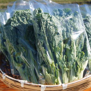 太くて柔らか「菜の花の頂花蕾」6パック