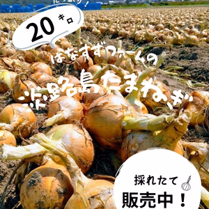 淡路島玉ねぎたっぷり20キロ