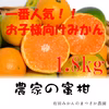 [KW1]【味見用】お子様向けみかん1.7kg【週末発送】