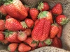 特別栽培イチゴ箱詰め1kg （紅ほっぺ）