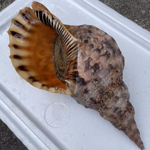 【素潜り】ホラガイ1.5kg 約32㎝