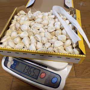 令和4年大分県宇佐産　乾燥にんにくバラ　勝手に詰め放題
