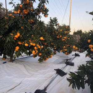 マルチみかん(サイズ大小込み)