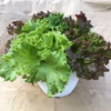 冬にも青々♡生きてるサラダ♡レタスのサラダポット（丸鉢4株）