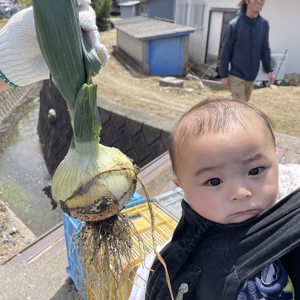 甘シャキ淡路島産新玉ねぎ　10ｷﾛ