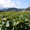 【残り僅か！】規格外品さつま芋「紅はるか10kg」（大分県産・自然栽培）