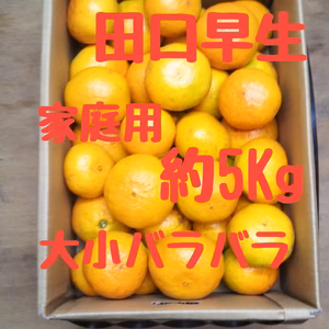 静岡県産　早生みかん　田口早生　家庭用　約5㎏
