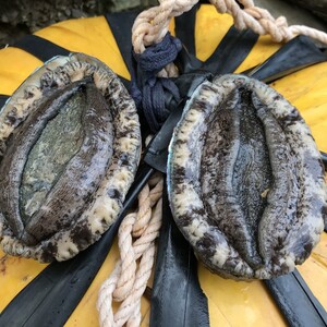 海女が獲った天然・黒アワビ（２個）