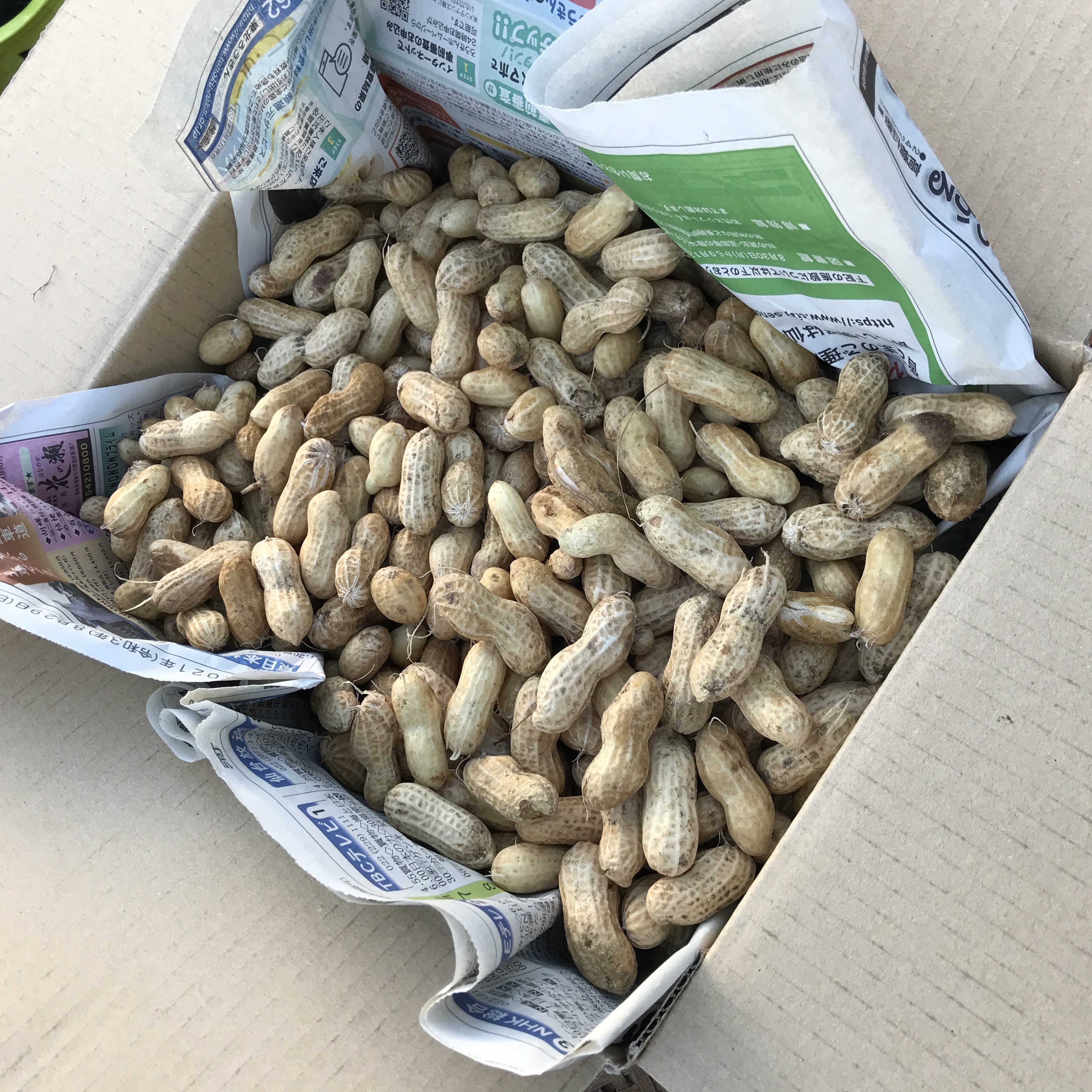 おおまさりの産直通販・お取り寄せ商品｜ポケットマルシェ｜産地直送で