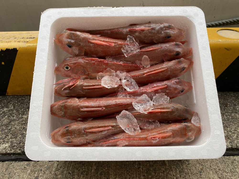 美味い 安い カナガシラ1 3kg 魚介類の商品詳細 ポケットマルシェ 産直 産地直送 通販 旬の果物 野菜 魚介をお取り寄せ