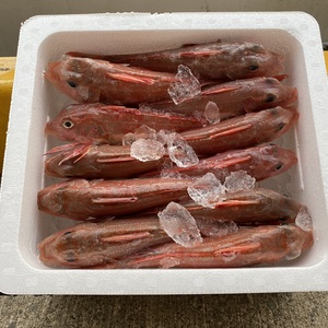 【美味い！安い！】カナガシラ1~3kg