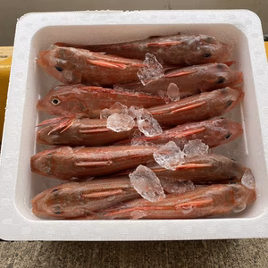 【美味い！安い！】カナガシラ1~3kg