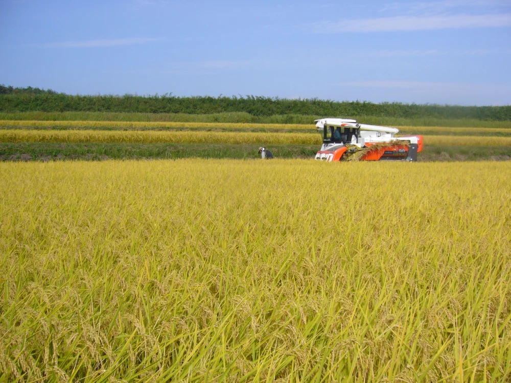 【新米】《玄米》 信州産 特別栽培米『縁結び』大粒の品種です！令和5年産