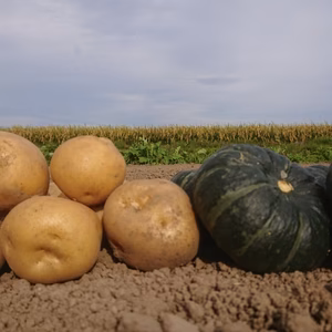坊ちゃんとキタアカリのセット