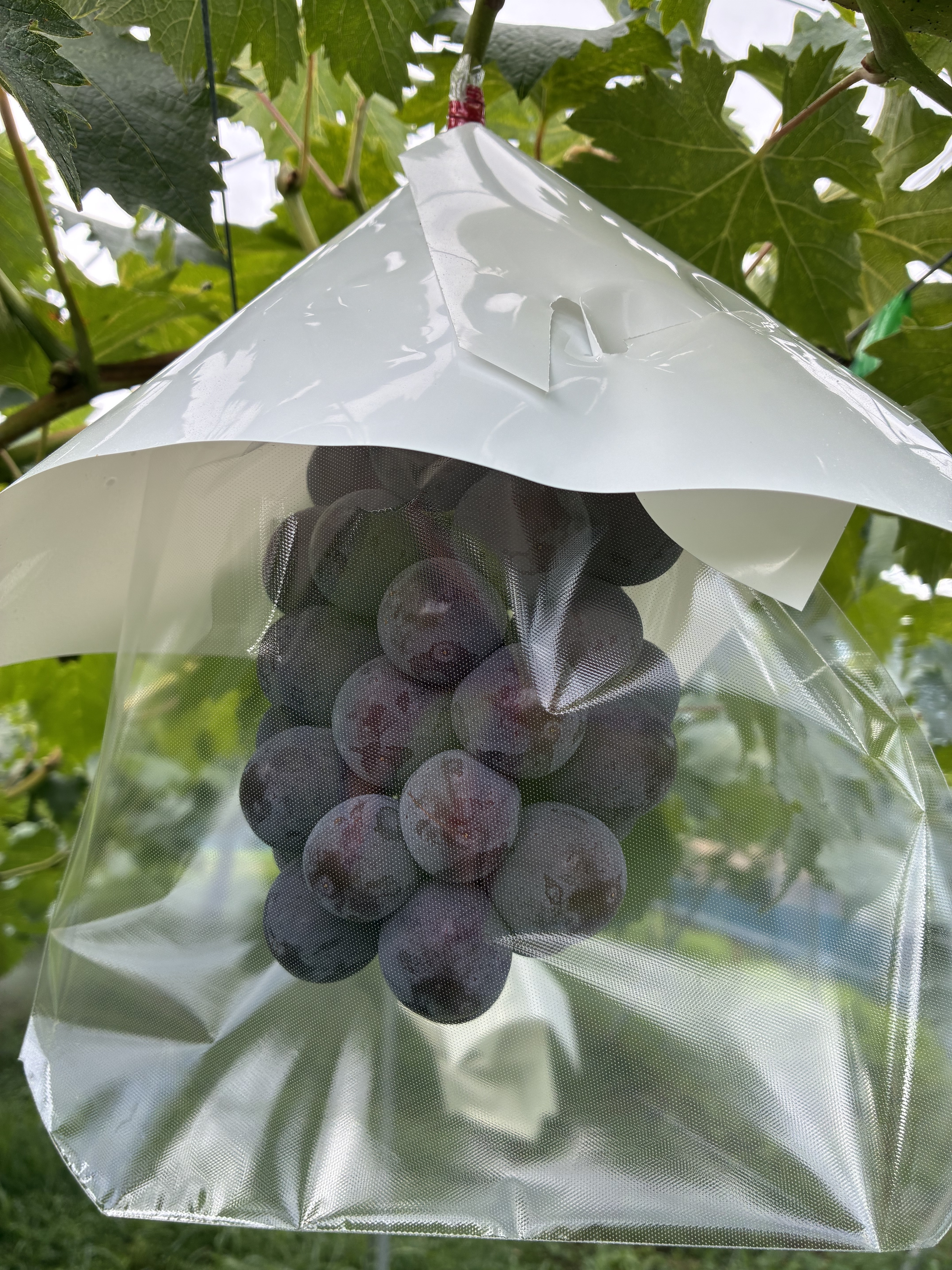 果物の産直通販・お取り寄せ商品｜ポケットマルシェ｜産地直送で旬の