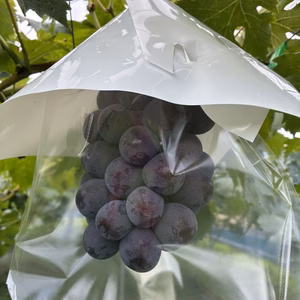 種なし岡山県産ピオーネ