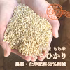 【新米】粘りと弾力が自慢！信州産 もち米 【もちひかり 玄米】  令和6年産