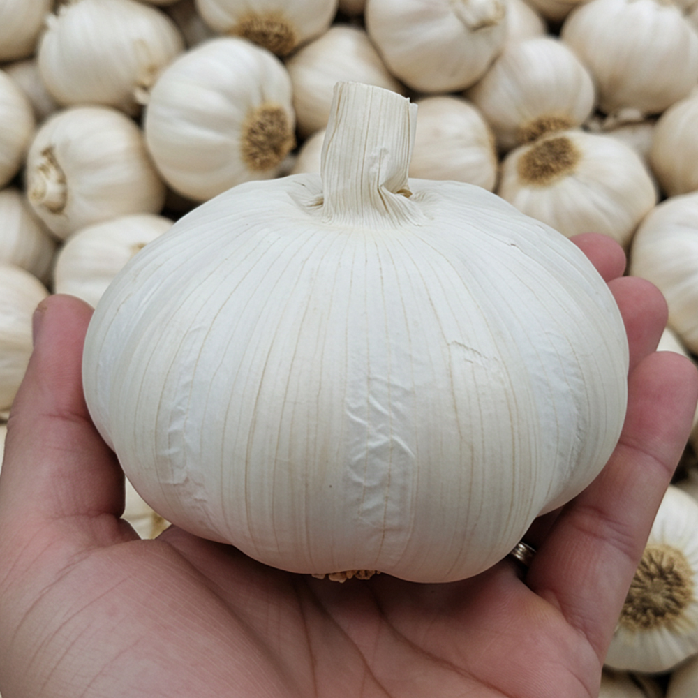 にんにくの王様 青森にんにく『白玉王』大中混合バラ（500g