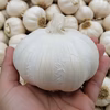 にんにくの王様　青森にんにく『白玉王』大中混合バラ（500g）
