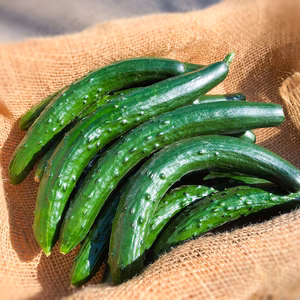 【梅雨入り】採れたて‼︎新鮮きゅうり　規格外お買得品‼︎