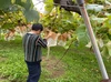山梨県勝沼産小さな葡萄の房の時からロウ塗り傘とロウ塗り袋を房に被せてあるシャ