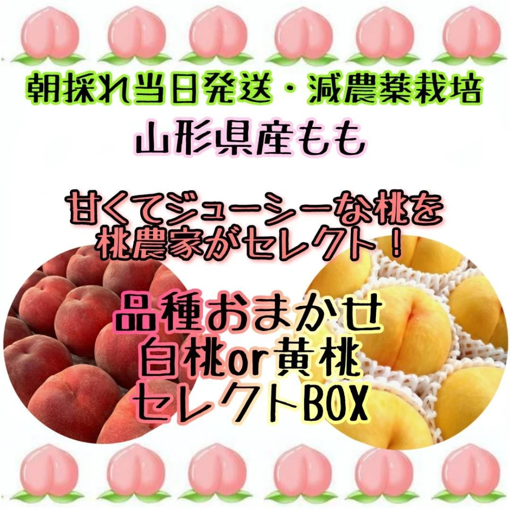 山形県産 減農薬栽培 樹成り完熟桃「ちよひめ」ご家庭用 2キロ箱