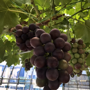 【８月中旬頃より発送予定】巨峰【種なし】あま～い甘ーい旬の味ぶどう！石川県金沢市