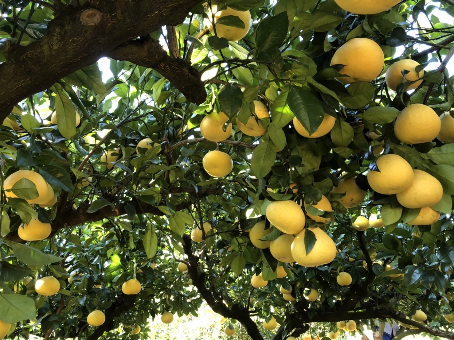 片山農園の土佐文旦