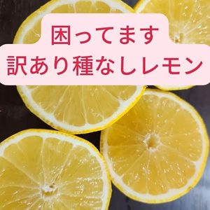 困ってます　訳あり種なしレモン　売り切り数量限定