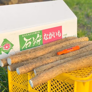 【粘りが強い!!】北海道産 掘りたて！ゆめとろろ【長いも】