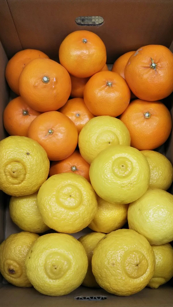柑橘2種味比べ　【はるか・せとか】家庭用　5キロ