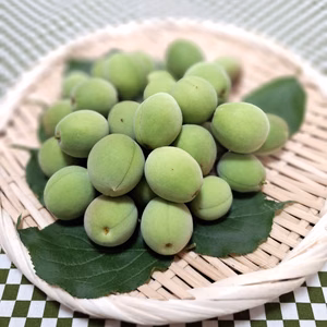 青梅・白加賀　M～２Lサイズ（中～大粒／梅干し・梅酒など）　約２kg～