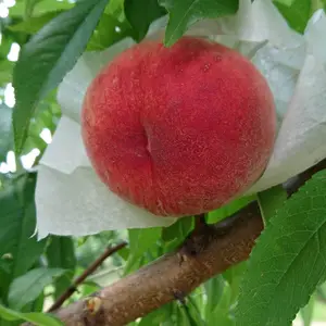 ポケットマルシェ｜産直(産地直送)通販 - 旬の果物・野菜・魚介をお