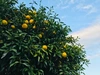 葡萄園の自然栽培の柚子