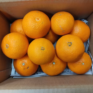 愛媛果試第48号　　プリンセス 　箱込み2キロ