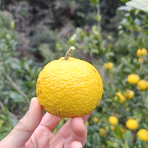 鹿児島県産　完熟【黄金柑】見た目と違って甘くてジューシー！！