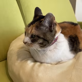 ねこまる