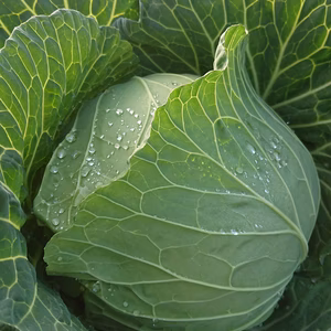 シャキッとやわらか！新鮮朝採り春キャベツ 4玉または5玉入り