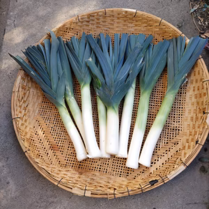 まろやか味と香り゙の　リーキ