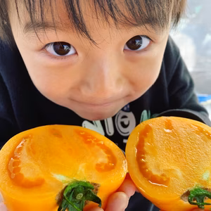 トマトなのに黄色！？しかも大玉…桃太郎ゴールド１キロ箱お試し♪