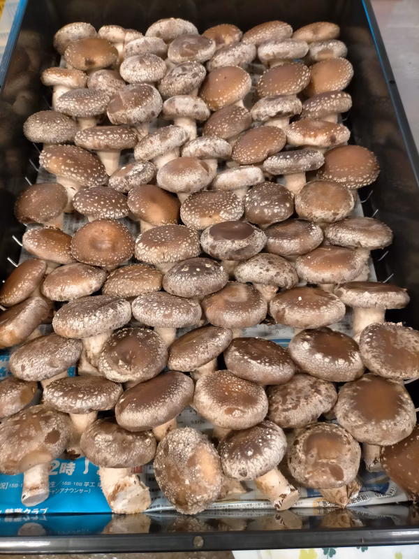 クール 特選丸玉(お煮しめ、釜飯、天ぷら)規格 50こ～