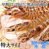 【数量限定】12/20までに発送の方限定！活き〆急速冷凍　車海老　特大サイズ