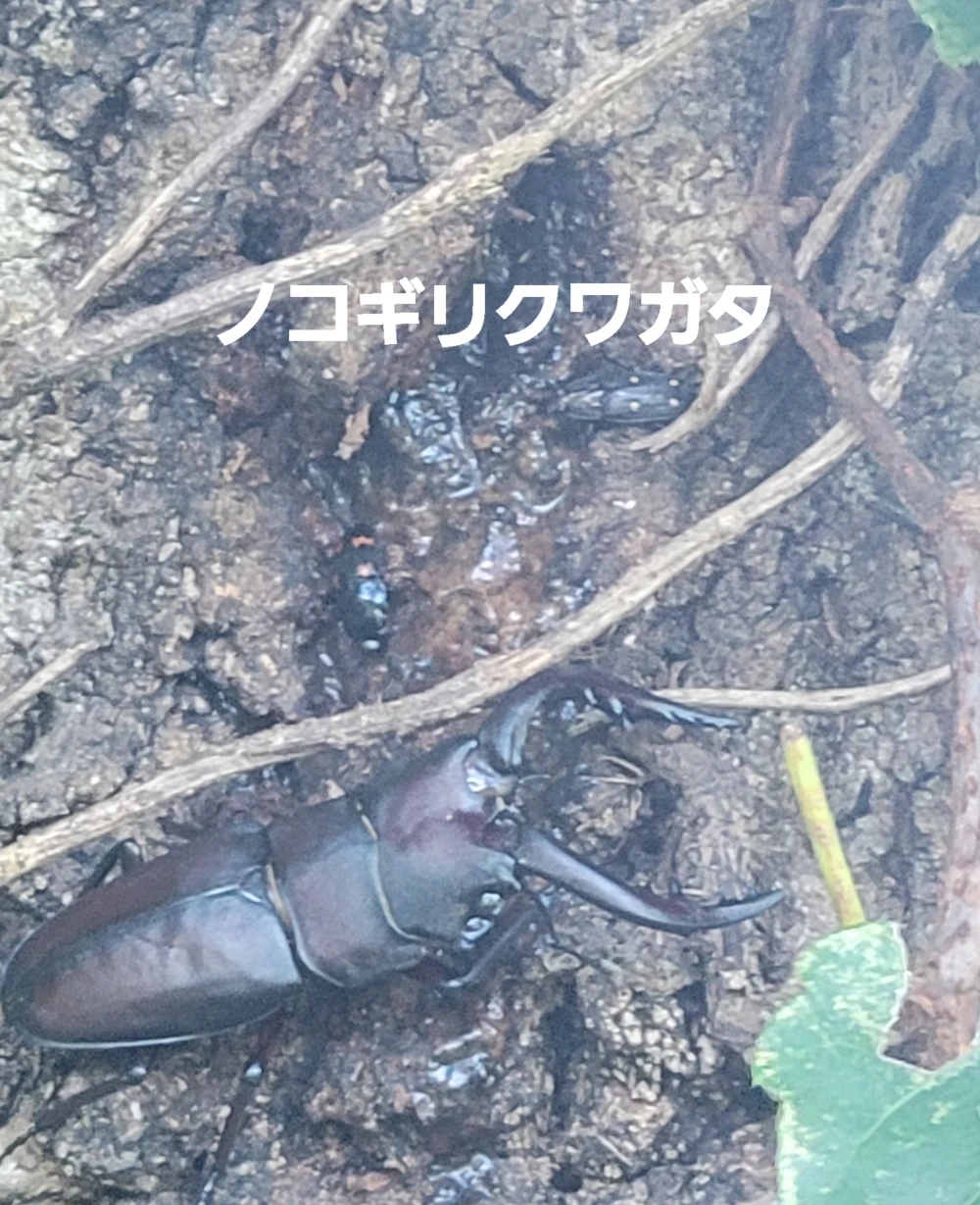 6周年福袋1kg増量コシヒカリ玄米11kg
