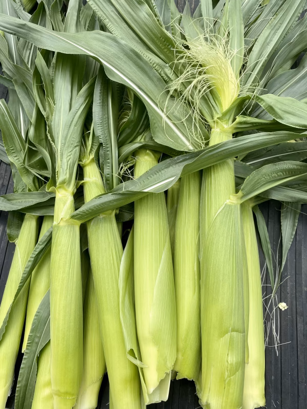 (6月発送)新鮮！皮付きヤングコーン