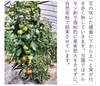 トマト 木生りで赤熟！コク深い旨み！